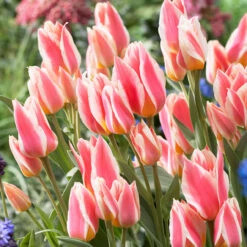 Multiflower Canada Tulip Collection (Saver Sized Bulbs) Greigii Tulip -Plant Flower Store Multiflower Canada Tulip Collection 1022391 3 13079.1687937587