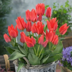 Multiflower Canada Tulip Collection (Saver Sized Bulbs) Greigii Tulip -Plant Flower Store Multiflower Canada Tulip Collection 1022391 4 71776.1687937587