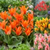Multiflower Canada Tulip Collection (Saver Sized Bulbs) Greigii Tulip -Plant Flower Store Multiflower Canada Tulip Collection 1022391 61351.1687937587