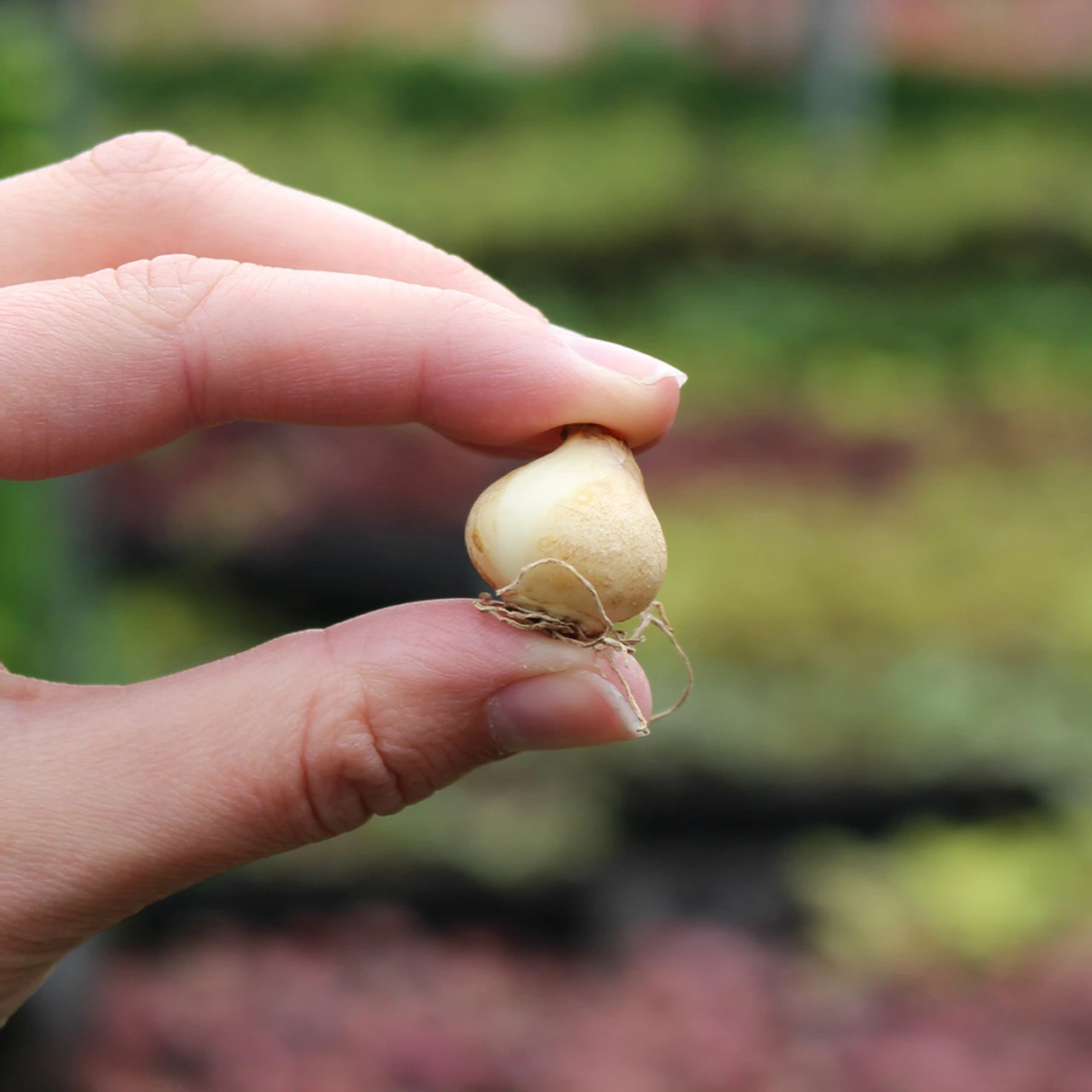 Muscari Neglectum Baby's Breath 7cm+ Grape Hyacinth 5 Muscari Neglectum Baby's Breath 7cm+ Grape Hyacinth - Image 3