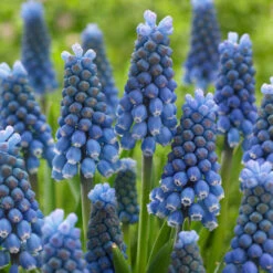 Muscari Magic Collection Grape Hyacinth -Plant Flower Store Muscari Magic Collection 1007322 2 97812.1629197347