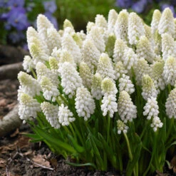 Muscari Magic Collection Grape Hyacinth -Plant Flower Store Muscari Magic Collection 1007322 5 24886.1629197347