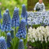 Muscari Magic Collection Grape Hyacinth -Plant Flower Store Muscari Magic Collection 1007322 28611.1629197347