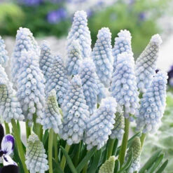 Muscari Neglectum Baby's Breath 7cm+ Grape Hyacinth 6 Muscari Neglectum Baby's Breath 7cm+ Grape Hyacinth -Plant Flower Store Muscari neglectum Babys Breath 0011197 2 63740.1655281808