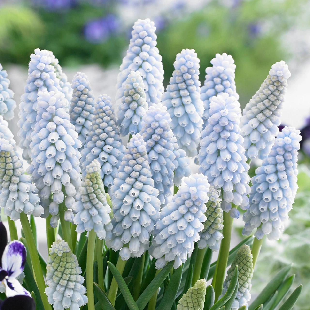 Muscari Neglectum Baby's Breath 7cm+ Grape Hyacinth 4 Muscari Neglectum Baby's Breath 7cm+ Grape Hyacinth - Image 2