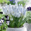 Muscari Neglectum Baby's Breath 7cm+ Grape Hyacinth -Plant Flower Store Muscari neglectum Babys Breath 0011197 40195.1655281809