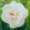 Narcissus Acropolis 12-14cm Daffodil -Plant Flower Store Narcissi Acropolis 0000152 46817.1628844926