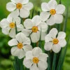 Narcissus Actaea 10/12cm Daffodil Actaea -Plant Flower Store Narcissi Actaea 0000234 2 10968.1655199079