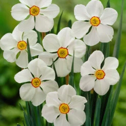 Narcissus Actaea 10/12cm Daffodil Actaea