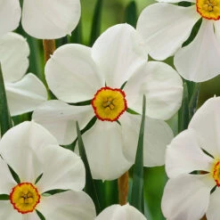 Narcissus Actaea 10/12cm Daffodil Actaea -Plant Flower Store Narcissi Actaea 0000234 3 22114.1655199079