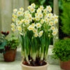 Narcissi Avalanche -Plant Flower Store Narcissi Avalanche 0004485 2 90202.1691052087