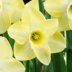 Narcissus Avalon 12-14cm Daffodil Avalon -Plant Flower Store Narcissi Avalon 0004515 2 20749.1657718406