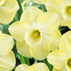 Narcissus Avalon 12-14cm Daffodil Avalon -Plant Flower Store Narcissi Avalon 0004515 3 44096.1657718406
