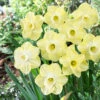 Narcissus Avalon 12-14cm Daffodil Avalon -Plant Flower Store Narcissi Avalon 0004515 08974.1657718405