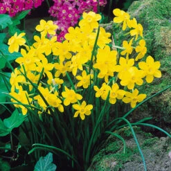 Narcissus Baby Moon (Jonquilla) 7/8cm Daffodil Baby Moon (Jonquilla)