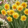 Narcissus Bantam 12/14cm Daffodil Bantam 2 Narcissus Bantam 12/14cm Daffodil Bantam -Plant Flower Store Narcissi Bantam 0004518 89437.1655197955