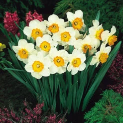 Narcissus Barrett Browning 12-14cm Daffodil Barrett Browning -Plant Flower Store Narcissi Barrett Browning 0000086 2 10065.1628845261