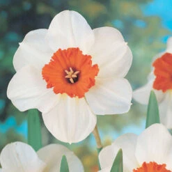 Narcissus Barrett Browning 12-14cm Daffodil Barrett Browning -Plant Flower Store Narcissi Barrett Browning 0000086 23006.1656659307