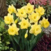 Narcissus Bestseller 12-14cm Daffodil Bestseller -Plant Flower Store Narcissi Bestseller 0000258 27058.1628848312