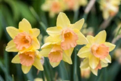 Narcissus Blushing Lady 10-12cm Daffodil Blushing Lady
