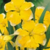 Narcissus Chanterelle 12-14cm Daffodil Chanterelle 2 Narcissus Chanterelle 12-14cm Daffodil Chanterelle -Plant Flower Store Narcissi Chanterelle 0000217 70171.1623343227