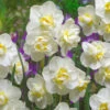 Narcissus Cheerfulness 12-14cm Daffodil Cheerfulness DN2 -Plant Flower Store Narcissi Cheerfulness 0000179 32666.1629199750
