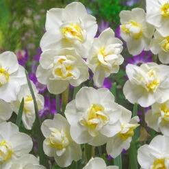 Narcissus Cheerfulness 12-14cm Daffodil Cheerfulness DN2
