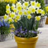 Narcissus Cornish King 12-14cm Daffodil Cornish King -Plant Flower Store Narcissi Cornish King 12 14cm 0008626 51896.1655198089