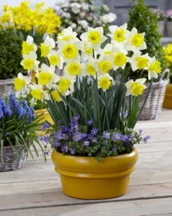 Narcissus Cornish King 12-14cm Daffodil Cornish King