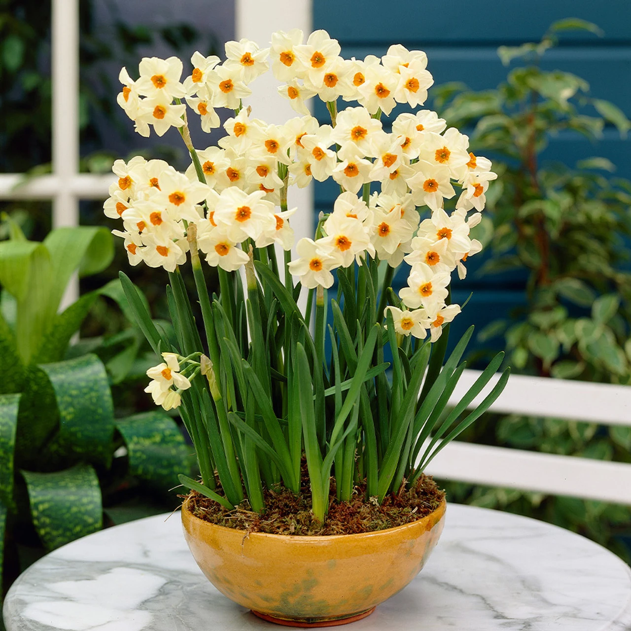 Narcissus Cragford 10/12cm Daffodil Cragford 4 Narcissus Cragford 10/12cm Daffodil Cragford - Image 2