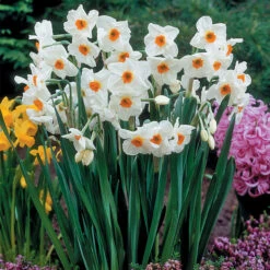 Narcissus Cragford 10/12cm Daffodil Cragford 9 Narcissus Cragford 10/12cm Daffodil Cragford -Plant Flower Store Narcissi Cragford 0010899 3 58831.1624540303