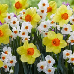 Narcissus Cragford 10/12cm Daffodil Cragford 10 Narcissus Cragford 10/12cm Daffodil Cragford -Plant Flower Store Narcissi Cragford 0010899 4 44067.1624540303