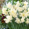 Narcissus Curlew 10/12cm Daffodil Curlew -Plant Flower Store Narcissi Curlew 0013664 89547.1624539673