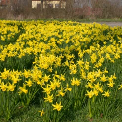 Narcissus February Gold 10/12cm Daffodil February Gold -Plant Flower Store Narcissi Cyclamineus February Gold 0000130 2 56323.1687959847