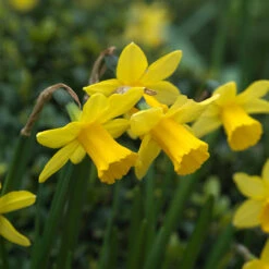 Narcissus February Gold 10/12cm Daffodil February Gold -Plant Flower Store Narcissi Cyclamineus February Gold 0000130 3 29798.1687959847