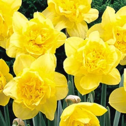 Narcissus Dick Wilden 12/14cm Daffodil Dick Wilden -Plant Flower Store Narcissi Dick Wilden 0000159 2 76082.1688543633