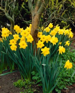 Narcissus Dutch Master 12-14cm Daffodil Dutch Master -Plant Flower Store Narcissi Dutch Master DN2 0000249 2 34097.1655202720
