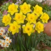 Narcissus Dutch Master 12-14cm Daffodil Dutch Master -Plant Flower Store Narcissi Dutch Master DN2 0000249 3 15522.1655202721