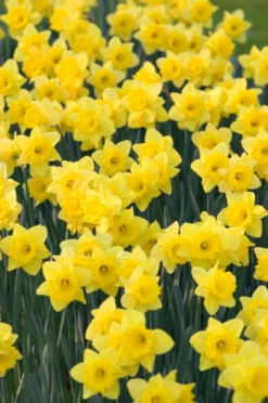 Narcissus Dutch Master 12-14cm Daffodil Dutch Master -Plant Flower Store Narcissi Dutch Master DN2 0000249 92432.1655202720