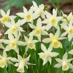 Narcissus Elka 8/9cm Daffodil Elka -Plant Flower Store Narcissi Elka 8 9cm 0006580 2 33816.1655130487