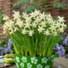 Narcissus Elka 8/9cm Daffodil Elka -Plant Flower Store Narcissi Elka 8 9cm 0006580 97479.1655130486