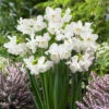 Narcissus Elvin's Voice 12-14cm Daffodil Elvin's Voice -Plant Flower Store Narcissi Elvins Voice 0013667 94552.1628843295