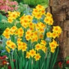 Narcissus Falconet 10-12cm Daffodil Falconet -Plant Flower Store Narcissi Falconet 10 12cm 0003971 2 01049.1655195712