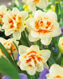 Narcissi Flower Parade