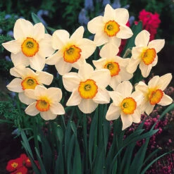 Narcissus Flower Record 12/14cm Daffodil Flower Record