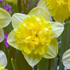 Narcissus Full House 12/14cm Daffodil Full House -Plant Flower Store Narcissi Full House 12 14cm 0006044 3 08253.1656505179