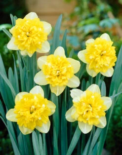 Narcissus Full House 12/14cm Daffodil Full House -Plant Flower Store Narcissi Full House 12 14cm 0006044 45314.1656505178
