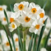 Narcissus Geranium 12-14cm Daffodil Geranium -Plant Flower Store Narcissi Geranium 0000237 87212.1657718099