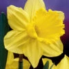 Narcissus Gigantic Star 12-14cm Daffodil Gigantic Star -Plant Flower Store Narcissi Gigantic Star 0000105 65227.1623343132