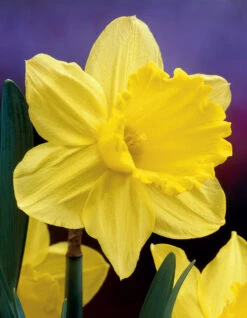 Narcissus Gigantic Star 12-14cm Daffodil Gigantic Star